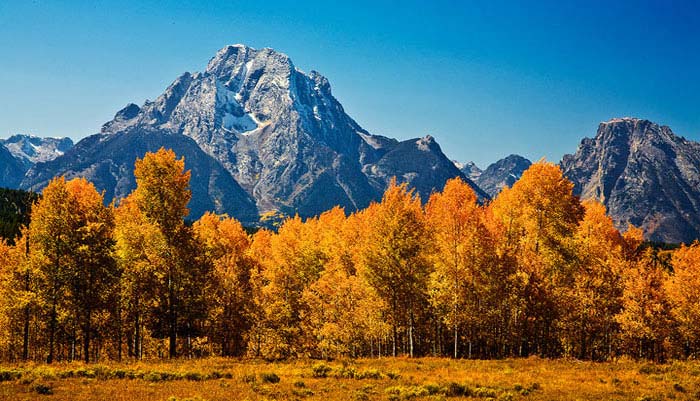 Mount Moran with a forground of Aspen Trees in Grand Teton National Park
