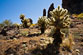 Thumbnail link to Cholla Cactus in Superstitions