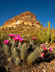 Thumbnail link to Hedgehog Cactus at Organpipe National Park