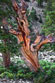 Thumbnail link to Ancient Bristlecone Pine-Great Plains Nevada