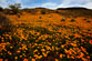 Thumbnail link to photo of Mexican Poppies on the San Carlos Apache Reservation in Arizona