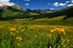 Thumbnail link to photo of Sneezeweed on Gothic Road Crested Butte Colorado