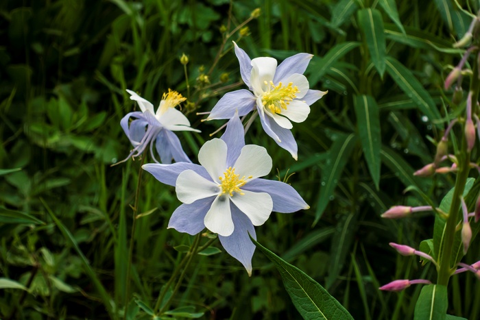 Photo of Rocky Mountain Columbine at Crested Butte, Colorado
