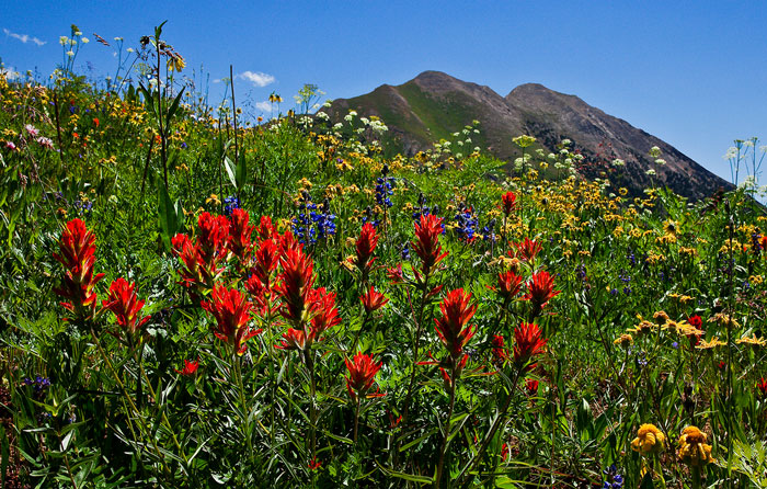 Indian Paintbrush Paradise Divide Crested Butte Colorado