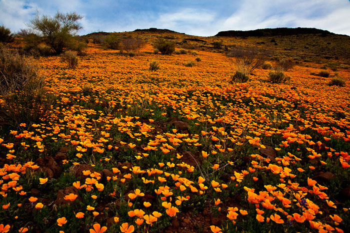 Mexican Poppies on the San Carlos Apache Reservation Arizona